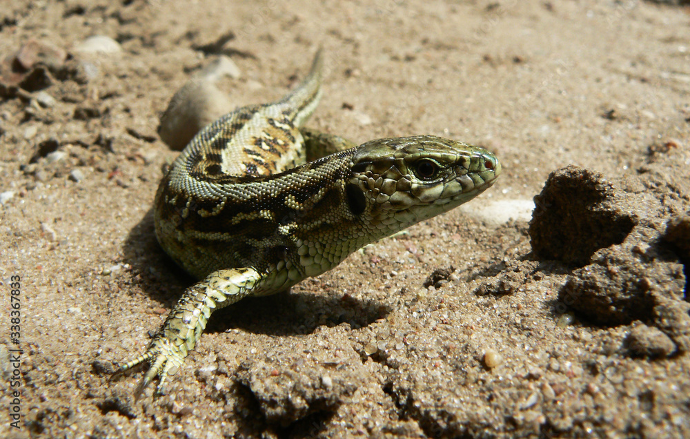 Naklejka premium Jaszczurek