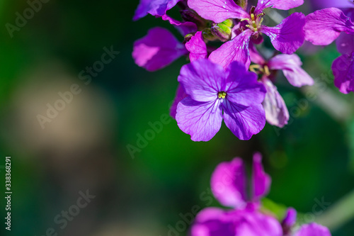 Fototapeta Naklejka Na Ścianę i Meble -  A purple glowing annual honesty  with a dark blurry background