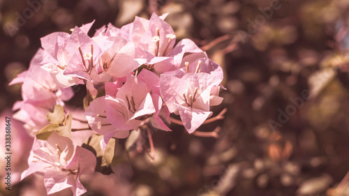 Soft Pink Bougainvillea Flowers. A pink flowering vine  Bougainvillea  .Spanish flower and gardening style.