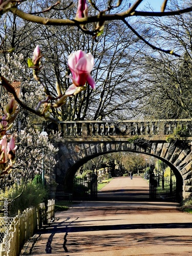 Springtime in Avenham and Miller Park. Magnolia tree out in bloom  photo