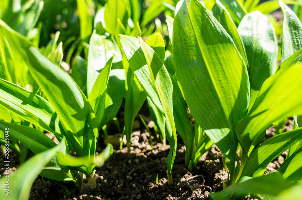 Obraz premium Summer green grass closeup. Large leaves. Agricultural field with plants in the sun. Background for graphic design of agro booklet.