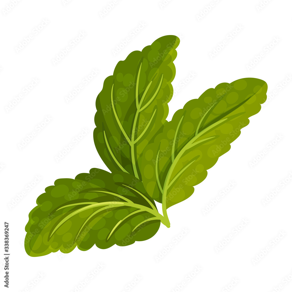 Dark Green Mint Leaves with Serrated Margins Vector Illustration Dark Green Mint Leaves with Serrated Margins Vector Illustration