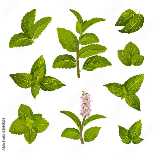 Fresh Green Mint Leaves and Blossoming Flower Vector Set photo