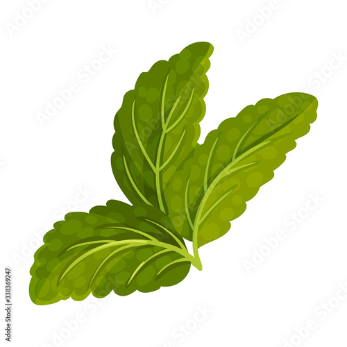 Dark Green Mint Leaves with Serrated Margins Vector Illustration