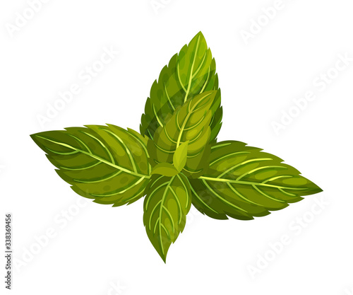 Dark Green Mint Leaves with Serrated Margins Vector Illustration