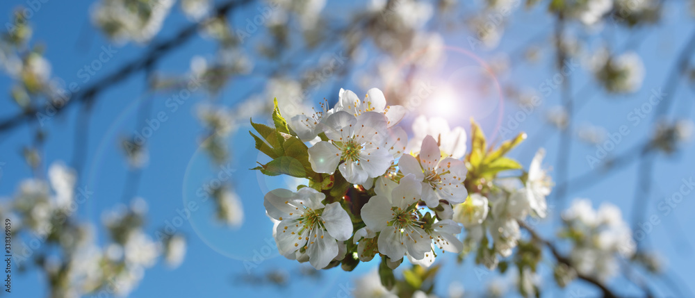 Fototapeta premium Spring blossom in sun
