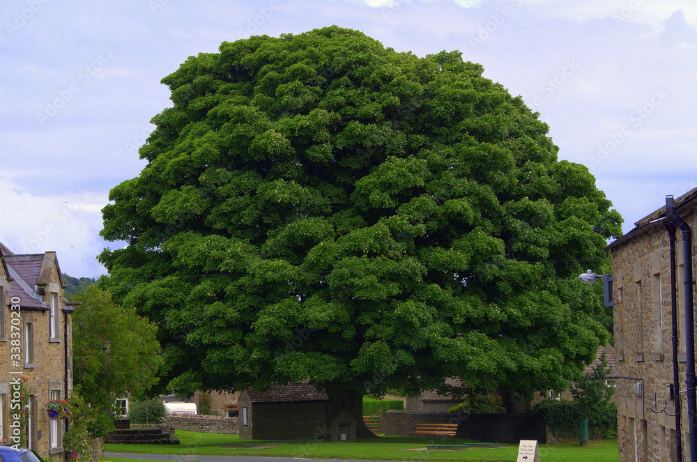 Huge tree in a small village