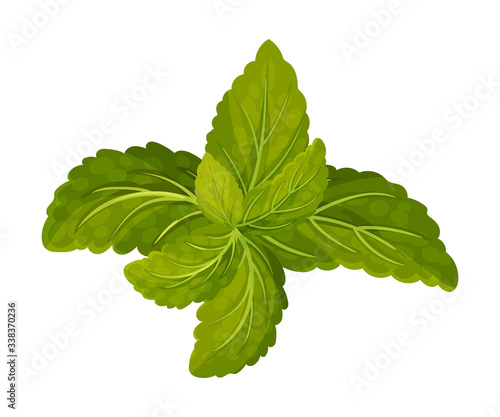 Aromatic Oblong Mint Leaves with Veins Isolated on White Background Vector Illustration
