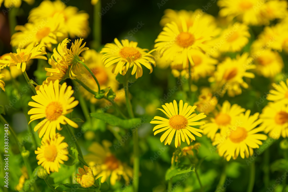 sunny, bright, vibrant spring background with blur effect sunny, bright, vibrant spring background with blur effect