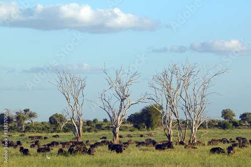 Photography European storks in tree and cape buffalo at sunset in Tsavo National park, Kenya