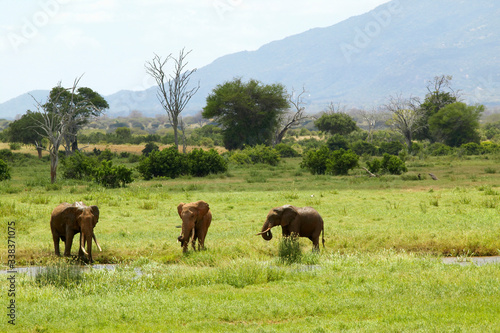 African Elephants at watering hole in Tsavo National Park, Kenya, Africa © spiritofamerica
