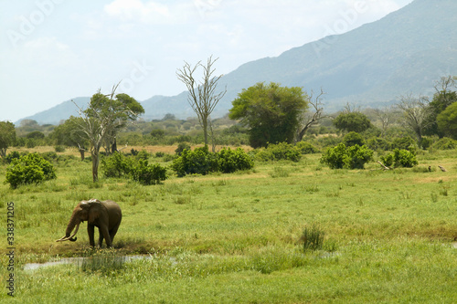 African Elephant at watering hole in Tsavo National Park, Kenya, Africa © spiritofamerica