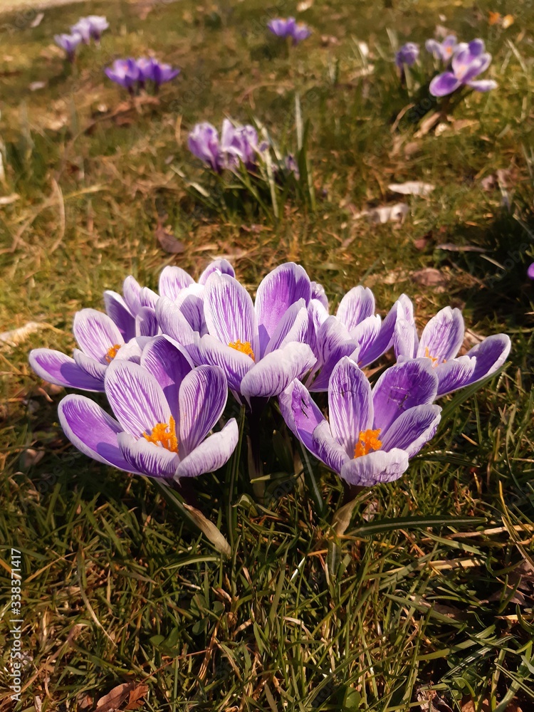 spring crocus flowers spring crocus flowers