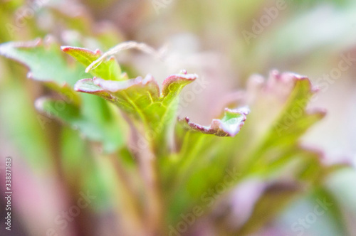 Spring green plant leaf grows close up. Macro photo.