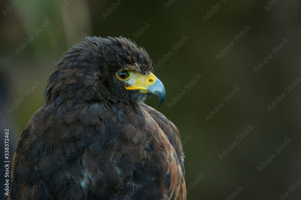 A Harris's hawk (Parabuteo unicinctus) close up portrait A Harris's hawk (Parabuteo unicinctus) close up portrait