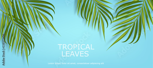 Tropical leaves realistic isolated, blue background, summer banner vector illustration