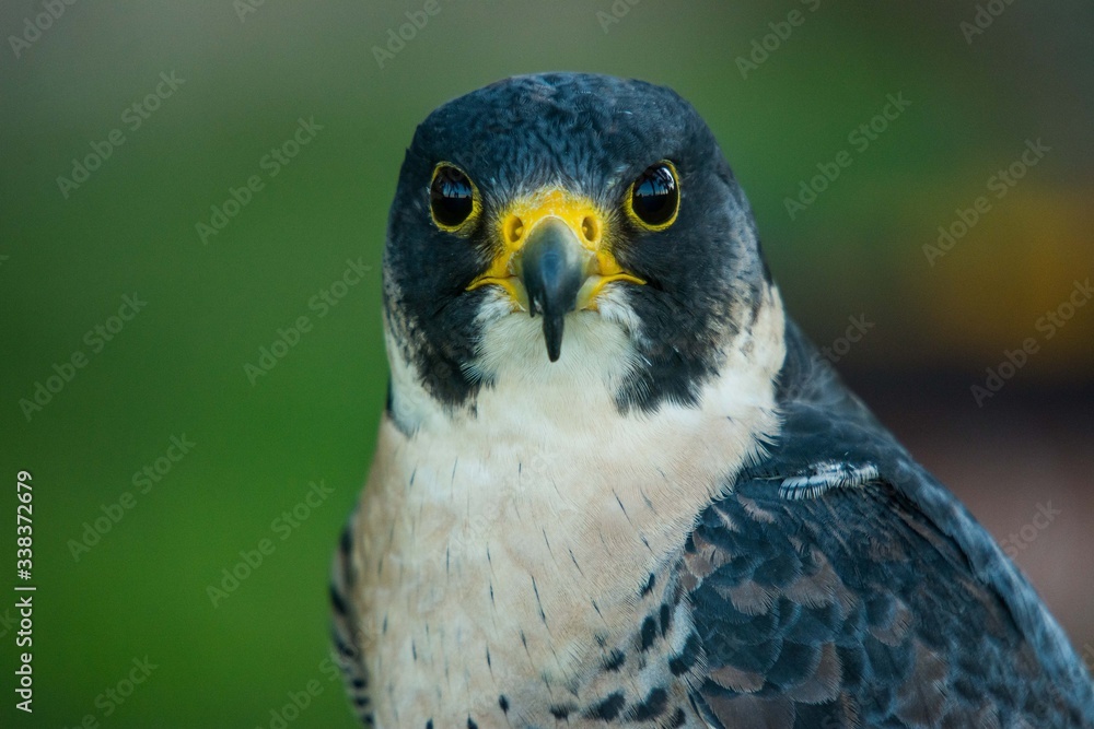 Obraz premium A peregrine falcon (Falco peregrinus) close up portrait.