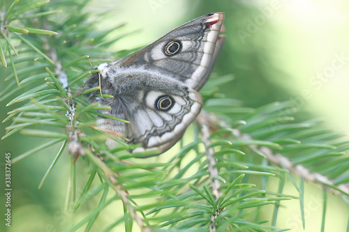 butterfly peacock-eye nocturnal / insect beautiful butterfly peacock-eye, in the wild photo