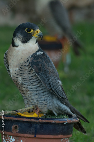 A peregrine falcon  Falco peregrinus  close up portrait.