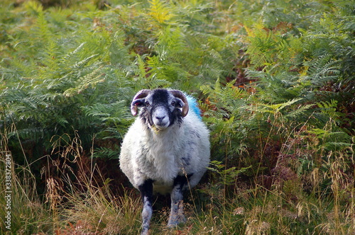 Sheep posing for the camera