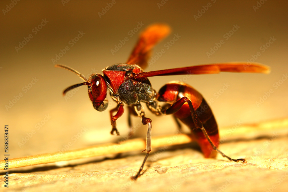 close up photo of a stinging bee that carries fluid in its mouth and poses beautifully when it will be photographed close up photo of a stinging bee that carries fluid in its mouth and poses beautifully when it will be photographed
