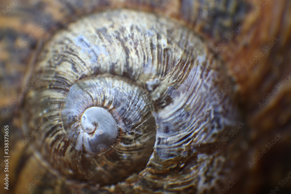 caracol caracol