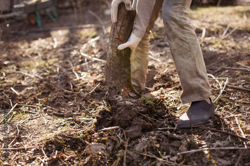 man cleans old trees, stumps in the backyard