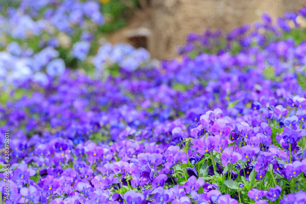 Naklejka premium ビオラ 火の山公園トルコチューリップ園 山口県下関市 Viola flower Hinoyama Park Yamaguchi Shimonoseki city
