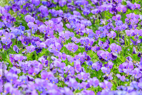                                                                                   Viola flower Hinoyama Park Yamaguchi Shimonoseki city