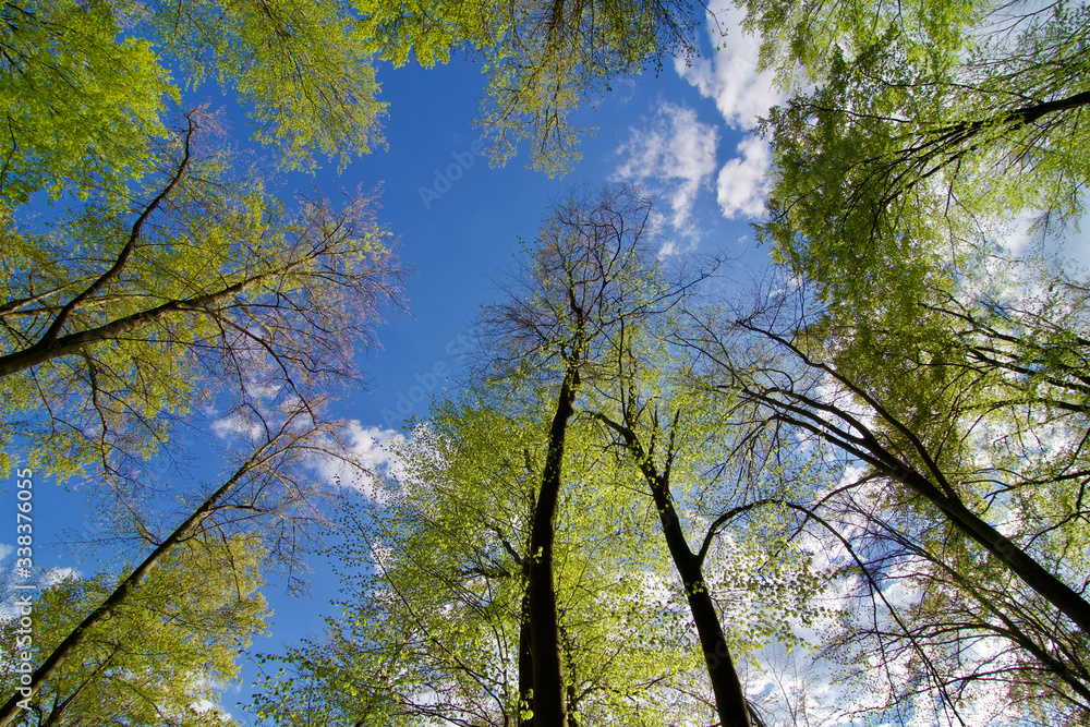 Fototapeta premium bright spring forest view from below to green trees leaf canopy blue sky clouds nice weather