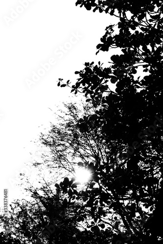 silhouette of tree