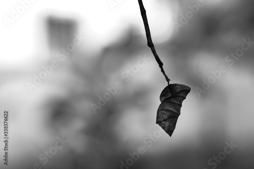 black and white isolated leaves