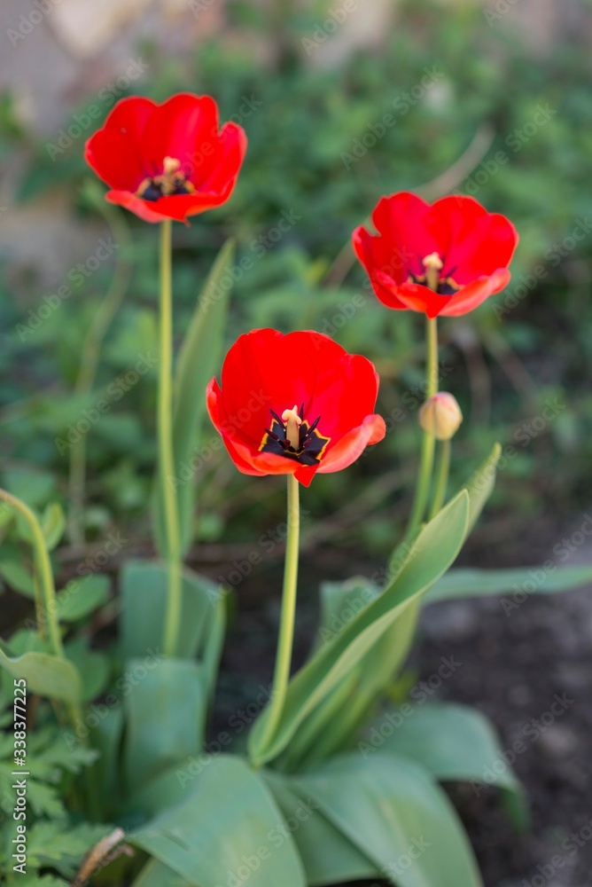 red tulip flowers in garden