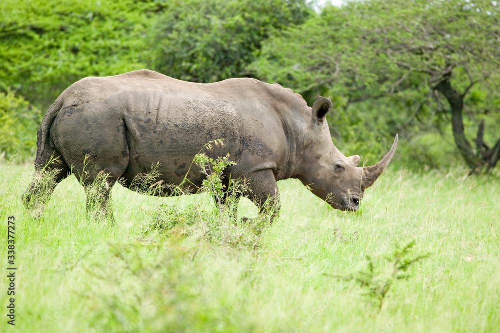 White Rhino walking through brush in Umfolozi Game Reserve, South Africa, established in 1897