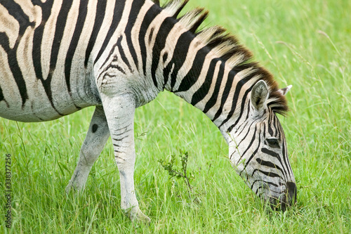 Zebra grazing on grass in Umfolozi Game Reserve  South Africa  established in 1897