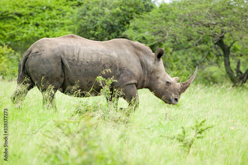 White Rhino walking through brush in Umfolozi Game Reserve  South Africa  established in 1897