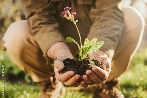 Man holding dark soil in hands with flower growing from it. Guy sit in squat pose. Amazing rich fresh soil for gardening and agricultural. Sunny day.