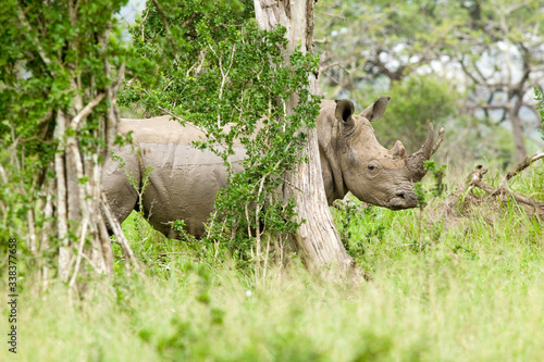 White Rhino behind brush in Umfolozi Game Reserve, South Africa, established in 1897 photo