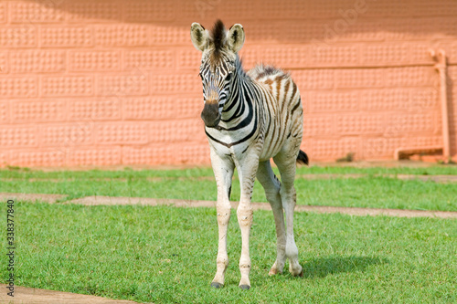 Baby Zebra standing in front of house in Umfolozi Game Reserve, South Africa, established in 1897 photo