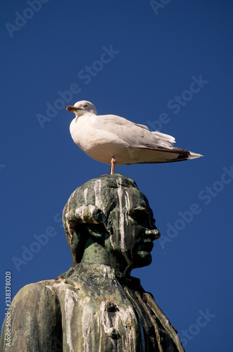 Photos Captain Cook statue and seagull