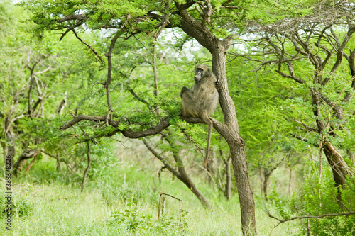 Baboon in tree in Umfolozi Game Reserve, South Africa, established in 1897 photo