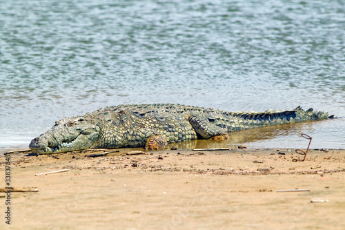 Crocodile in sun at Greater St. Lucia Wetland Park World Heritage Site, St. Lucia, South Africa