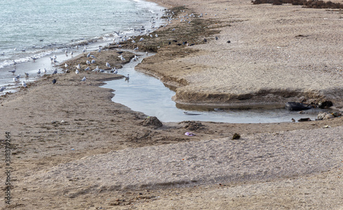 Dirty smelly sewage flows into sea on the sand of an open city beach. Ecological problem of environmental pollution by dumping of dirty sewage into sea photo