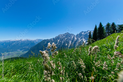 alpine meadow in the alps