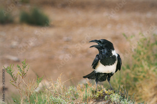 Pied crow in summer heat