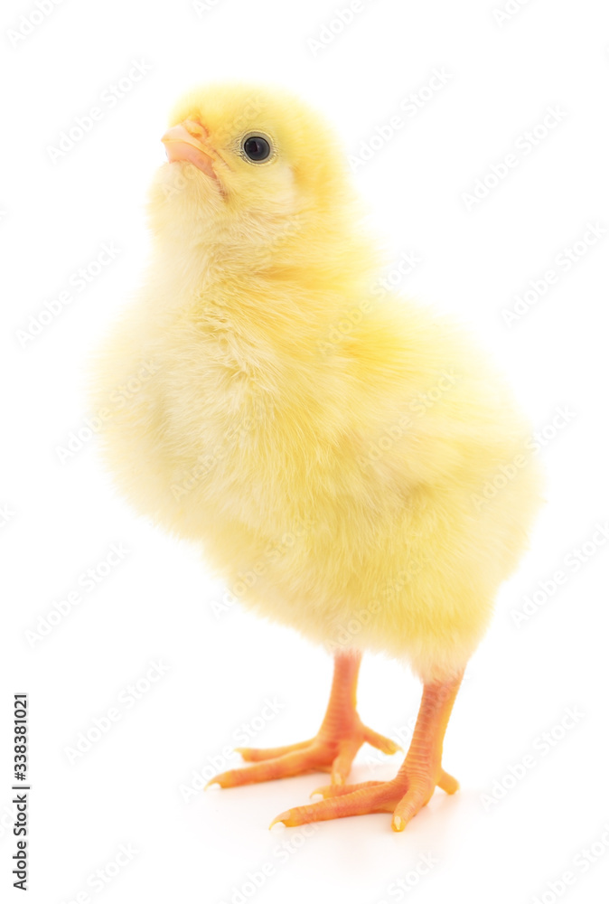 Small yellow chicken Small yellow chicken