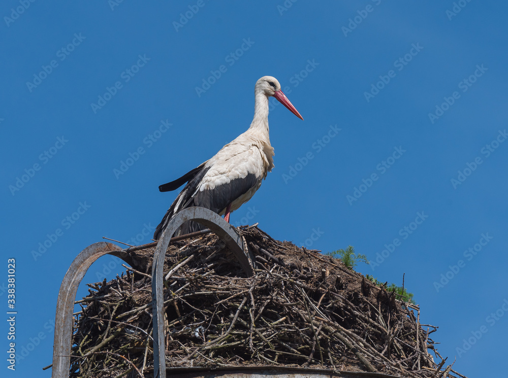 Fototapeta premium White stork.