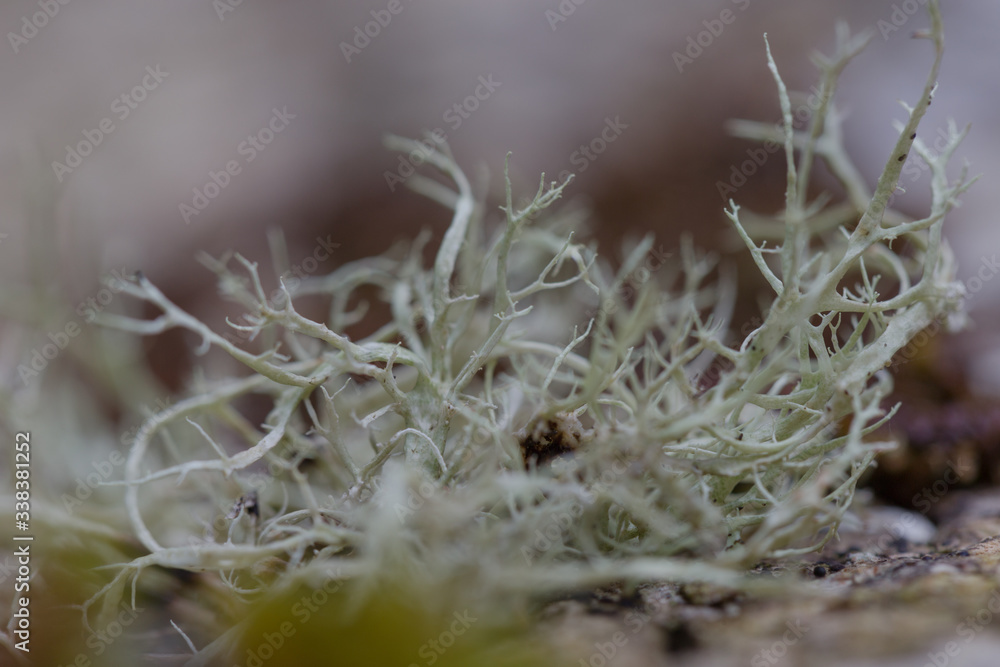 Usnea lichen are commonly called old man's beard, or beard lichen. macro photo in Carpathian mountains in the Ukrainian Carpathians. Sustainable clear ecosystem. Carpathian lichen Usnea lichen are commonly called old man's beard, or beard lichen. macro photo in Carpathian mountains in the Ukrainian Carpathians. Sustainable clear ecosystem. Carpathian lichen