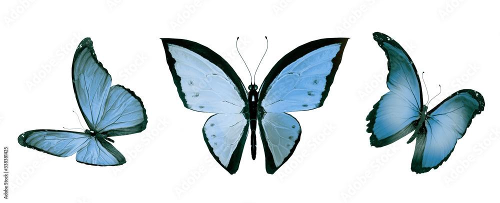 Color butterflies , isolated on white background Color butterflies , isolated on white background