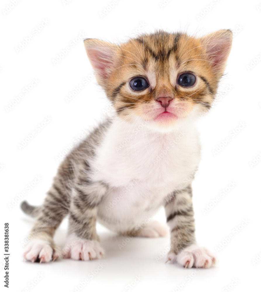Kitten on white background. Kitten on white background.